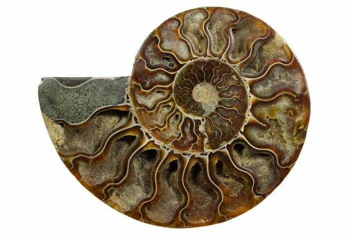 Cut & Polished Ammonite Fossil (Half) - Madagascar #347510